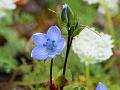 Blue Felwort